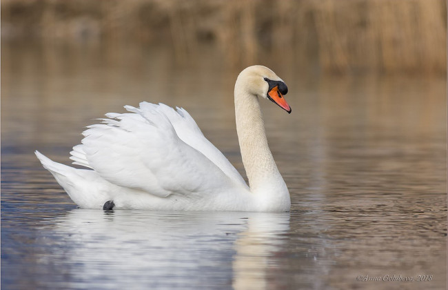 В Борисполе обнаружили птичий грипп у диких лебедей – на территории ввели карантин