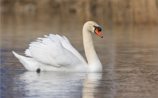 В Борисполе обнаружили птичий грипп у диких лебедей – на территории ввели карантин