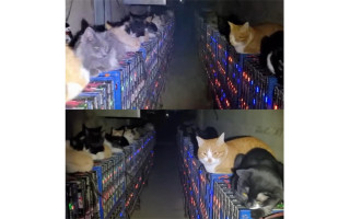 Коты против майнеров: в Китае животные остановили работу криптофермы