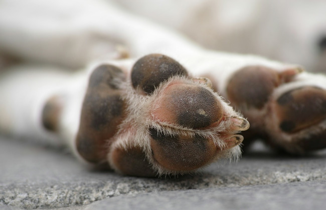 Жінку затримали, а її собака помер у закритому авто — поліцію судять за смерть тварини