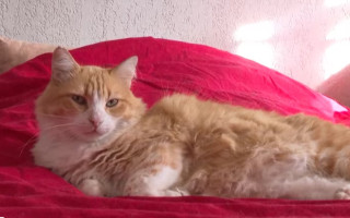 У Франції суд заборонив жінці випускати кота на вулицю