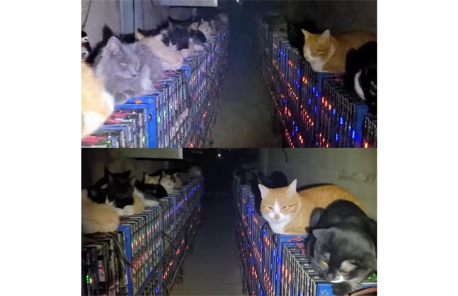 Коты против майнеров: в Китае животные остановили работу криптофермы