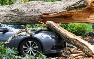 Суд не побачив вини лісгоспу у падінні дерева на авто та відмовив у компенсації