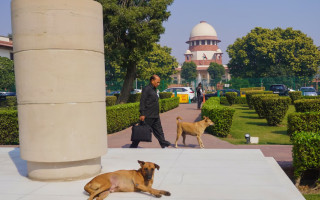 Верховный суд Индии приказал изъять бездомных собак из общественных мест