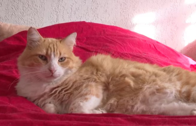 У Франції суд заборонив жінці випускати кота на вулицю