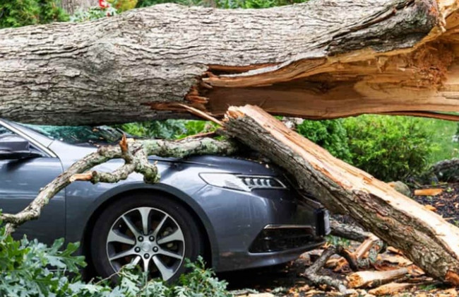 Суд не увидел вины лесхоза в падении дерева на авто и отказал в компенсации