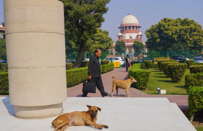 Верховний суд Індії наказав вилучити безпритульних собак із громадських місць
