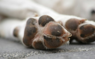 Жінку затримали, а її собака помер у закритому авто — поліцію судять за смерть тварини