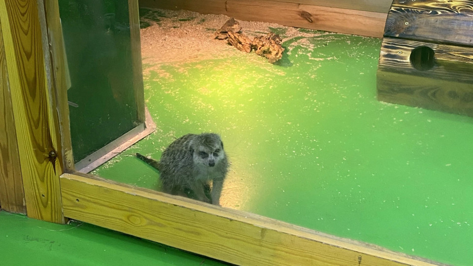 Верховный Суд отказал UAnimals в открытии кассационного производства по делу «Зверополиса»