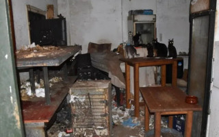 Чоловіка оштрафували на 1,7 млн євро та ув'язнили за те, що він тримав під замком 58 котів