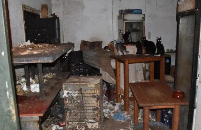 Мужчину оштрафовали на 1,7 млн евро и отправили в тюрьму за то, что он держал под замком 58 кошек