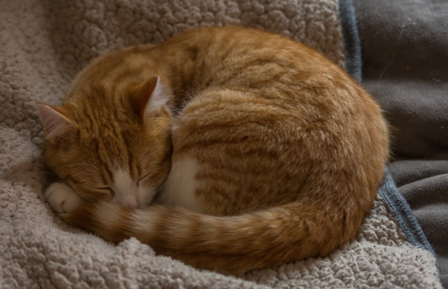 На Сумщине суд наказал мужчину, который жестоко избил кошку после конфликта с соседями