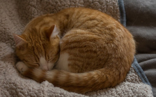 На Сумщине суд наказал мужчину, который жестоко избил кошку после конфликта с соседями