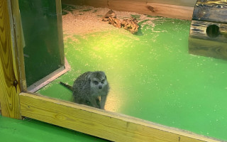 Верховный Суд отказал UAnimals в открытии кассационного производства по делу «Зверополиса»