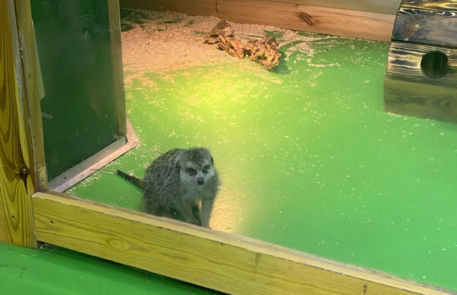 Верховний Суд відмовив UAnimals у відкритті касаційного провадження у справі «Звірополісу»