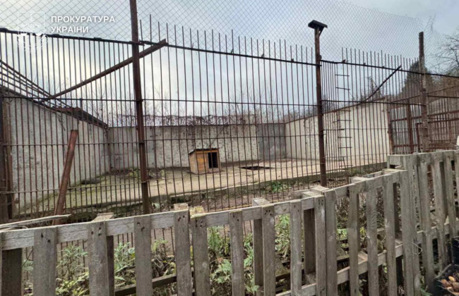 У Хмельницькому з реабілітаційного центру втекли дві левиці