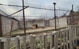 У Хмельницькому з реабілітаційного центру втекли дві левиці