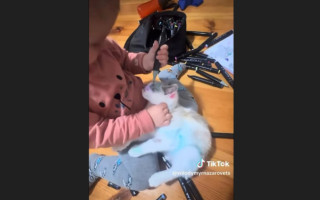 Раскрашенный фломастерами котенок отобран у горе-владельцев