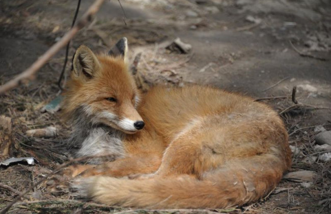 На Львівщині дозволили відстріл диких тварин – ОДА називає рішення вимушеним