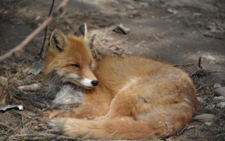 На Львовщине разрешили отстрел диких животных – ОГА называет решение вынужденным