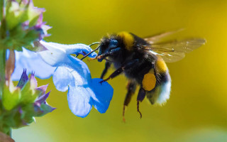 Шмели могут понимать азбуку Морзе: ученые ошеломили открытием