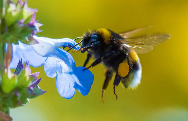 Шмели могут понимать азбуку Морзе: ученые ошеломили открытием
