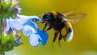 Шмели могут понимать азбуку Морзе: ученые ошеломили открытием