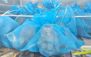 У Таїланді затримали контрабандистів мавп – понад 80 тварин в мішках вилучили з пікапу