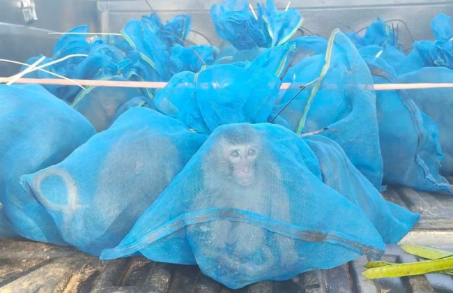 У Таїланді затримали контрабандистів мавп – понад 80 тварин в мішках вилучили з пікапу