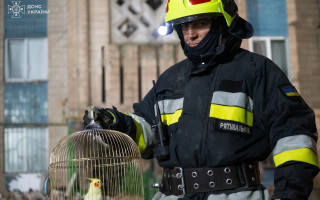 У Тернополе спасатели нашли попугая среди руин разрушенной многоэтажки: видео