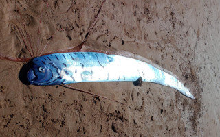 На австралийском побережье нашли гигантского «вестника беды»