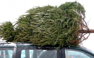 У Києві відкриють 141 офіційну локацію для продажу новорічних ялинок: ярмарки стартують 4 грудня – де купити