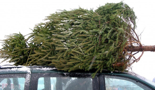 У Києві відкриють 141 офіційну локацію для продажу новорічних ялинок: ярмарки стартують 4 грудня – де купити