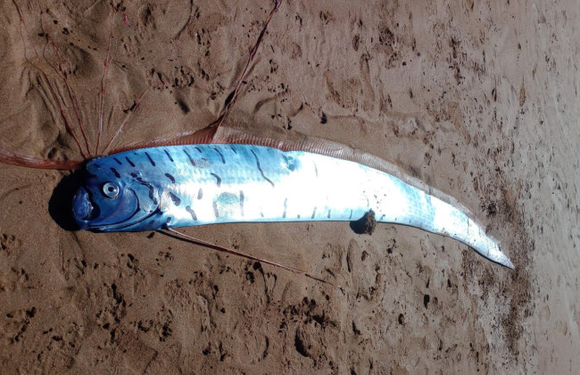 На австралийском побережье нашли гигантского «вестника беды»