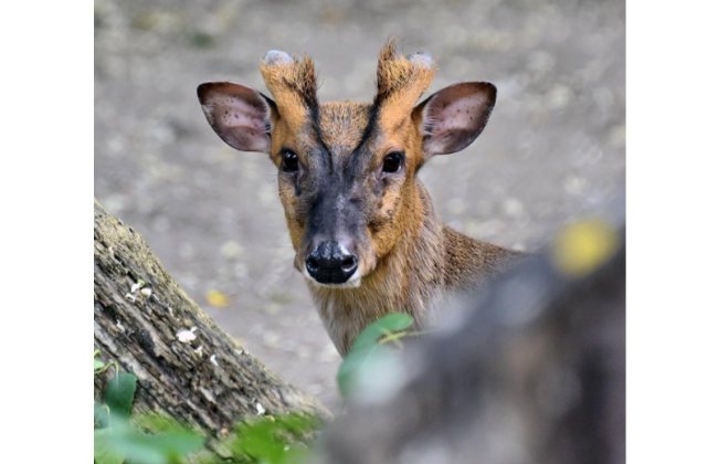 У КиевЗоо рассказали о состоянии оленя мунтжака, который получил ранения во время атаки на Киев