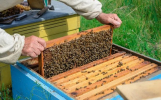 Пасічник довів у суді вину аграріїв за загибель бджіл — суд підтвердив його право на компенсацію понад 1 млн грн