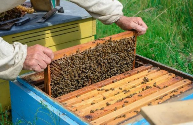 Пчеловод доказал в суде вину аграриев за гибель пчел — суд подтвердил его право на компенсацию более 1 млн грн