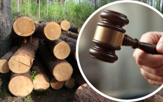 Вирубка у заповідному лісі: підприємство зобов’язали компенсувати збитки на 751 тисячу гривень