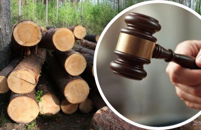 Вырубка в заповедном лесу: предприятие обязали компенсировать убытки на 751 тысячу гривен