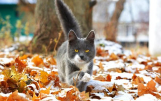 29 ноября – какой сегодня праздник и главные события дня