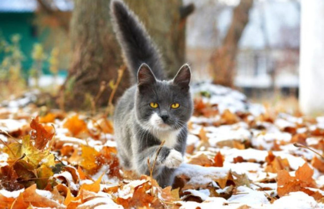 29 ноября – какой сегодня праздник и главные события дня