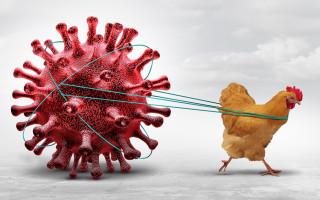 Вчені попереджають – мутація пташиного грипу H5 може спричинити страшнішу за COVID-19 пандемію