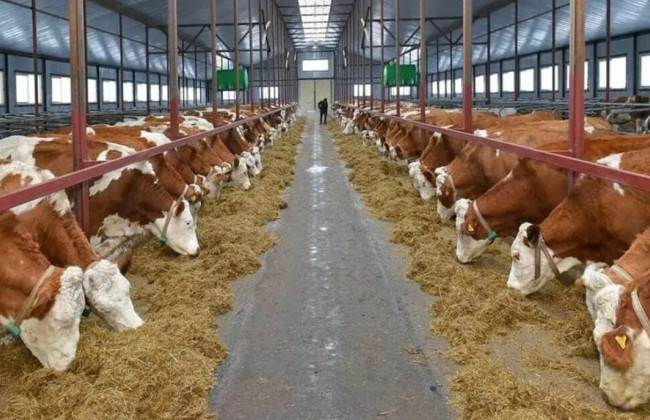 Прифронтовим аграріям збільшать компенсацію за будівництво тваринницьких ферм до 50%