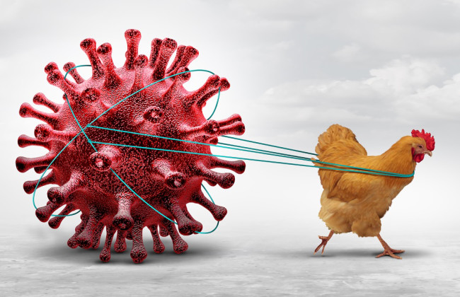 Ученые предупреждают – мутация птичьего гриппа H5 может вызвать пандемию, более страшную, чем COVID-19
