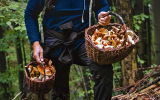 В Японії пенсіонер з’їв отруйні гриби за порадою штучного інтелекту