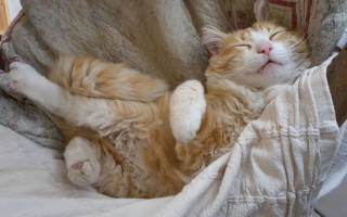 Во Франции владельца кота штрафуют на 30 евро каждый раз, когда он заходит на территорию соседа