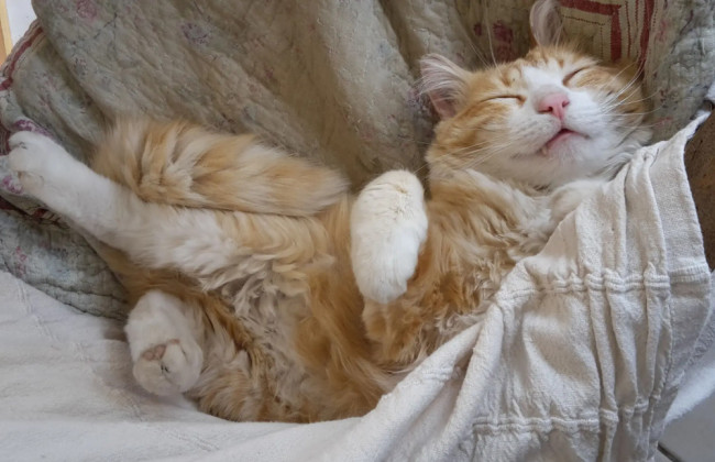 Во Франции владельца кота штрафуют на 30 евро каждый раз, когда он заходит на территорию соседа