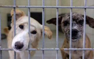 Конституционный суд Турции поддержал закон, который позволяет убивать бездомных собак