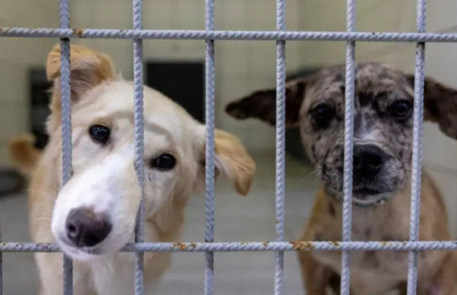 Конституционный суд Турции поддержал закон, который позволяет убивать бездомных собак