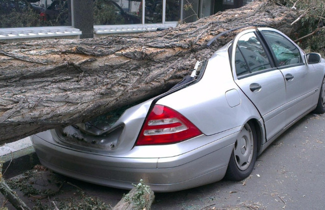 Дерево упало на авто на придомовой территории — суд разъяснил, кто должен компенсировать ущерб за поврежденное имущество